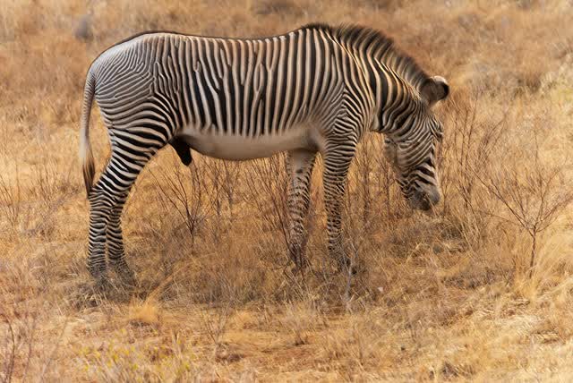 זברת גרוי, Samburu
