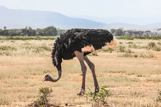יען סומלי כחול־צוואר