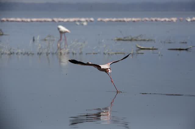 פלמינגו, Lake Nakuru